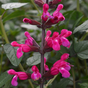 Salvia Mulberry Jam